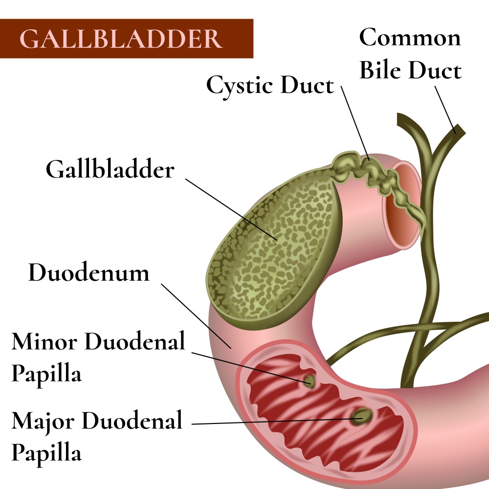 Gallbladder. Bile duct. Duodenum.